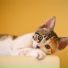 RelaxMyCat, Cat Music Dreams, Calm Music for Cats