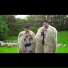 Dan Panu-Misailescu feat. Nicolae Sanda