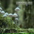 Rain Sounds