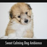 Calming Doggy Relaxation