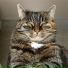 Jazz Music Therapy For Cats, Calm Music for Cats