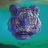 Tigris