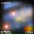 mNIPK
