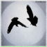 Phon Antiphon