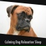 Chillout Dog Sleep