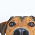 Sleep Music For Dogs, Dog Music Club, Calm Doggy