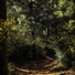 Nature Sounds Nature Music, Rainfall, Sleepy Times