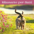 Musica per gatti