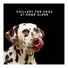 Dog Relaxation Piano