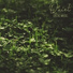 The Calming Sounds Of Nature