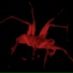 Spidoug