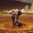 Elephant Talk