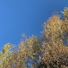 Vïceroy