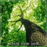 Forest Sounds