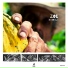 ZOC