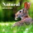 Nature Sounds Artists