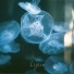 Lynca