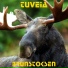 TuVeia
