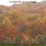 Pachelbel Revisitations Band