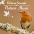 Rainforest Music Lullabies Ensemble