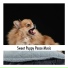Doggy Calm