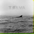 Tølva