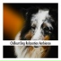 Dog Chillout Music