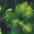 Classical Lullabies, Wellness, Guided Meditation