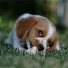 Music For Dogs, Dog Music, Relaxmydog