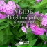 Veide
