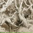 Teuras