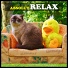 Absolut Relax