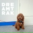 Dreamtrak