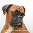 Dog Chillout Zone