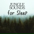 Rainforest Music Lullabies Ensemble