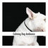 Dog Chill Out Music
