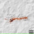 Oppchaser, KsG