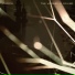 The Verbrilli Sound