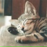 Music For Cats TA, Cat Music Dreams, Cat Music