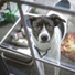 Calm Doggy, Sleep Music For Dogs, Dog Music Club