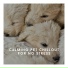 Pet Chillout Music