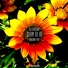 Dj Glinskiy