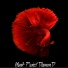 Yanik Project