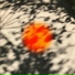 tamai