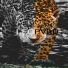 Leopvrd
