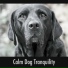 Calming Doggy Relaxation