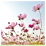 Chillout Lounge Relaxation