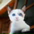 Cat Music, Music For Cats TA, Music For Cats