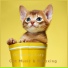 Cat Music & Relaxing