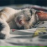 Calm Music for Cats, Music For Cats, RelaxMyCat